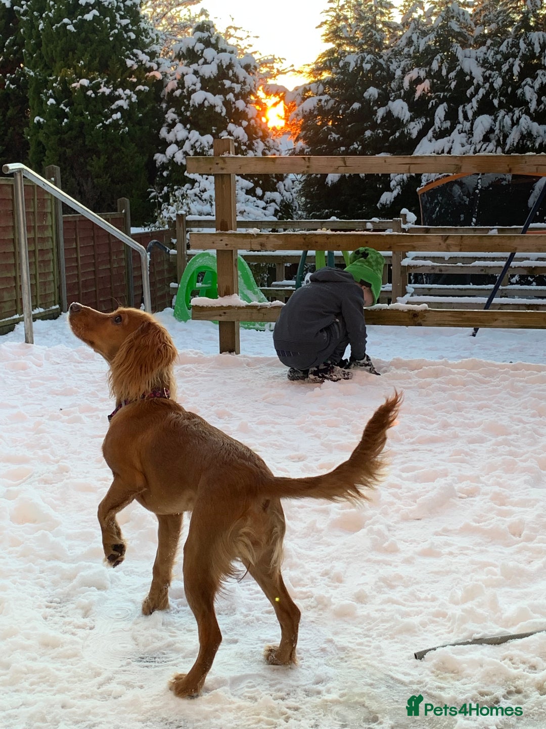 Cocker Spaniel dogs for sale: 7 month old female cocker spaniel - Advert 3