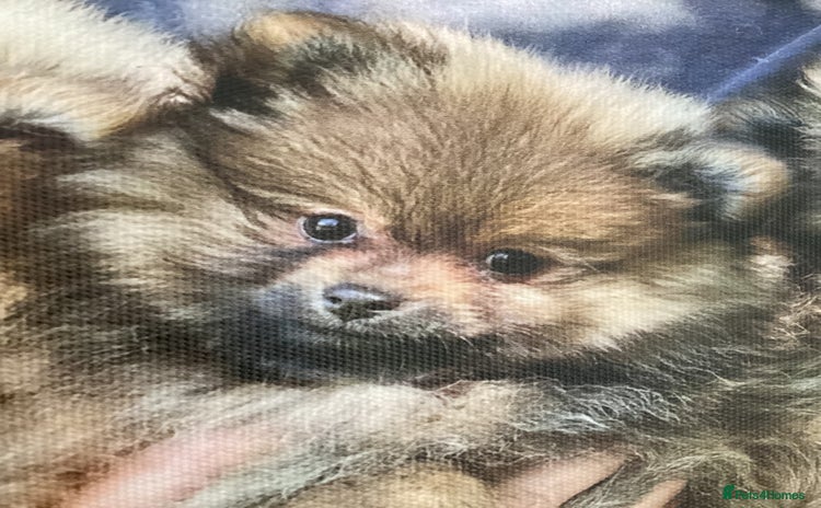 Pomeranian dogs - Advert 7