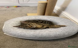 Bengal cats for sale: Beautiful Loving Boy  - Image 1