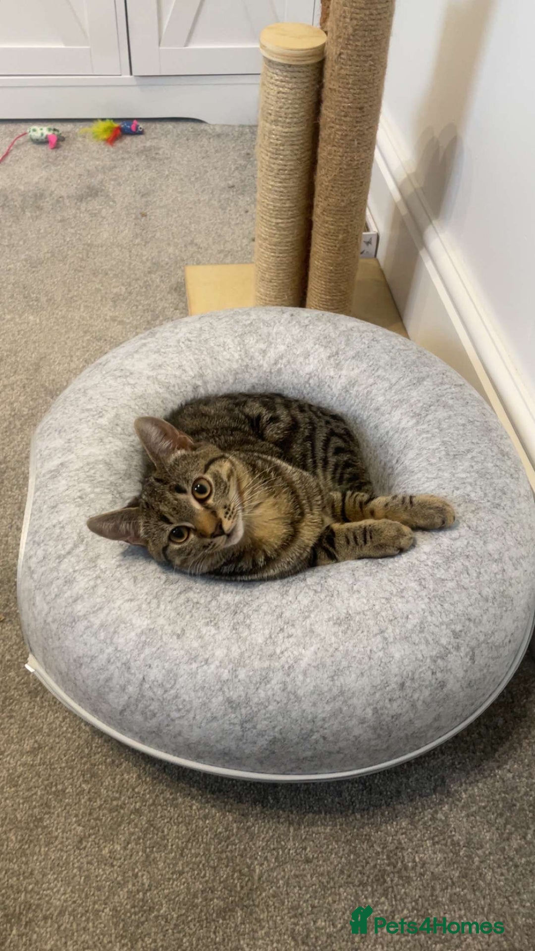 Bengal cats for sale: Beautiful Loving Boy  - Image 1