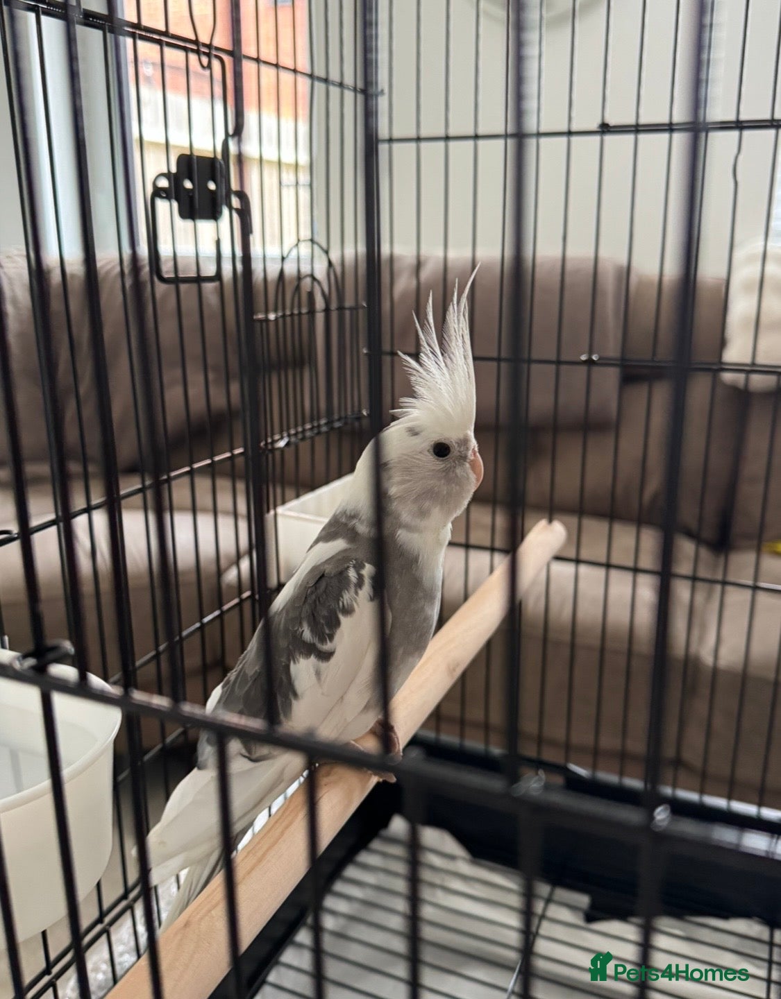 Cockatiels birds Male Cockatiel  - Advert 2