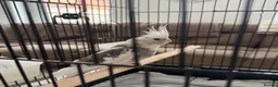 Cockatiels birds for sale: Male Cockatiel  - Advert 1