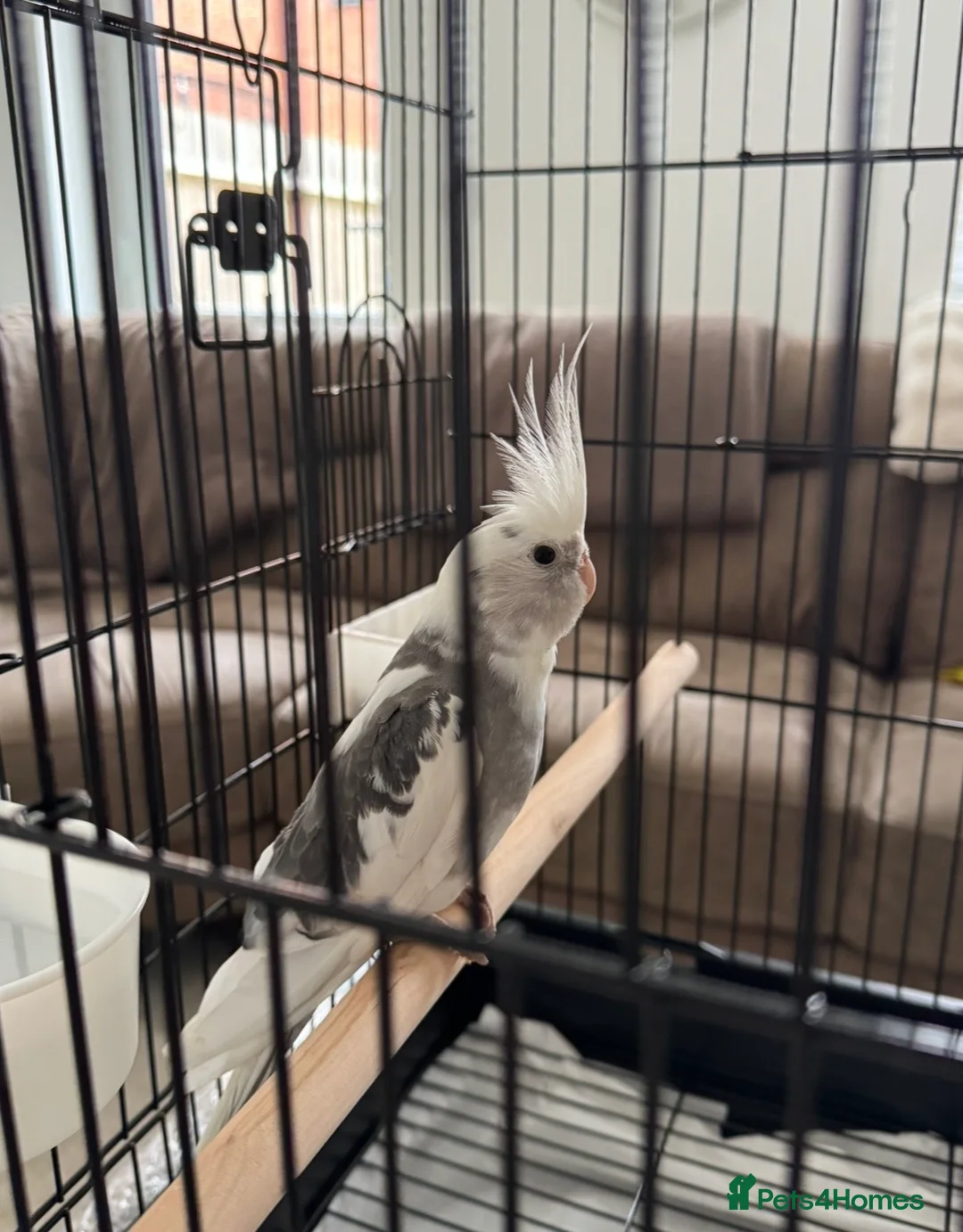 Cockatiels birds for sale: Male Cockatiel  - Advert 1
