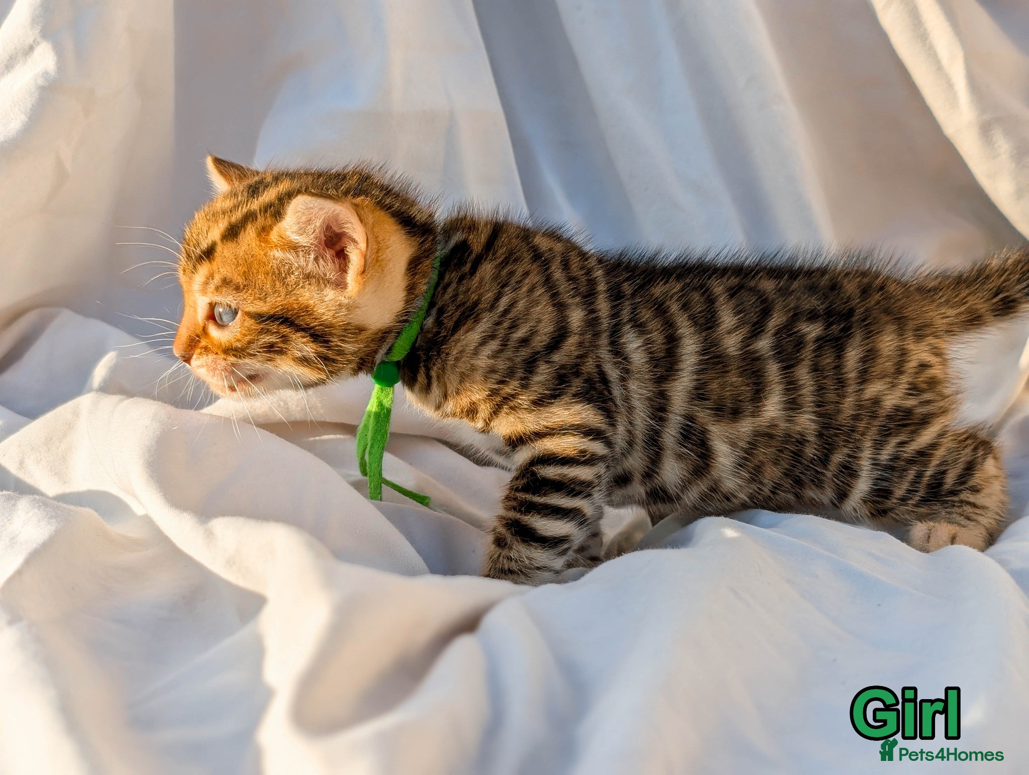 Bengal cats TICA Bengal Kittens | Charcoal | Health Tested - Advert 1