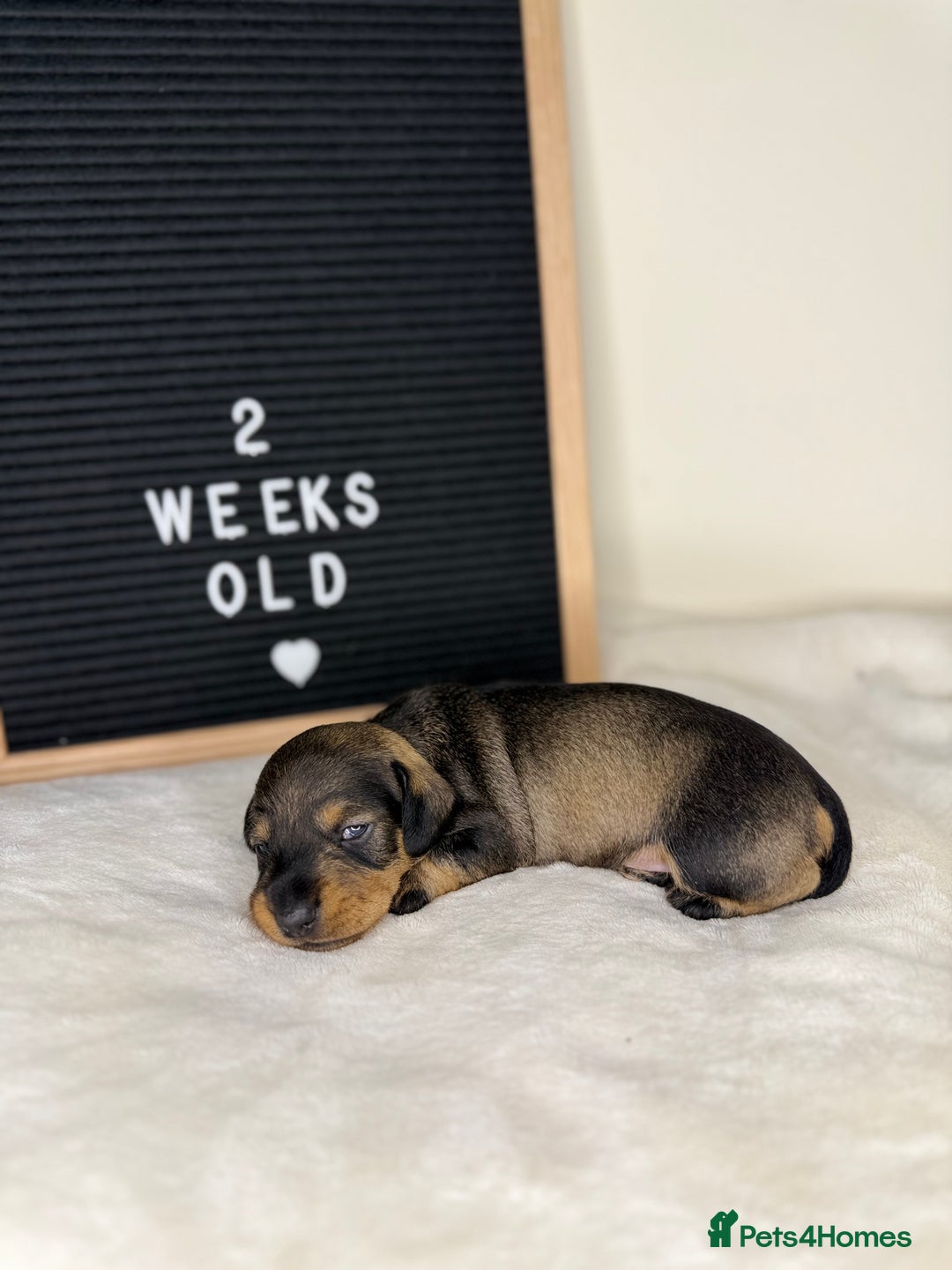 Miniature Dachshund dogs for sale: KC reg mini wires PRA LAFORA clear  - Advert 16