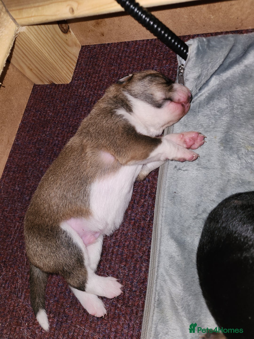 Border Collie dogs for sale: Beautiful border collie pups - Advert 4