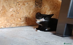 Mixed Breed cats for sale: The cat is ready for a new owner. - Image 9