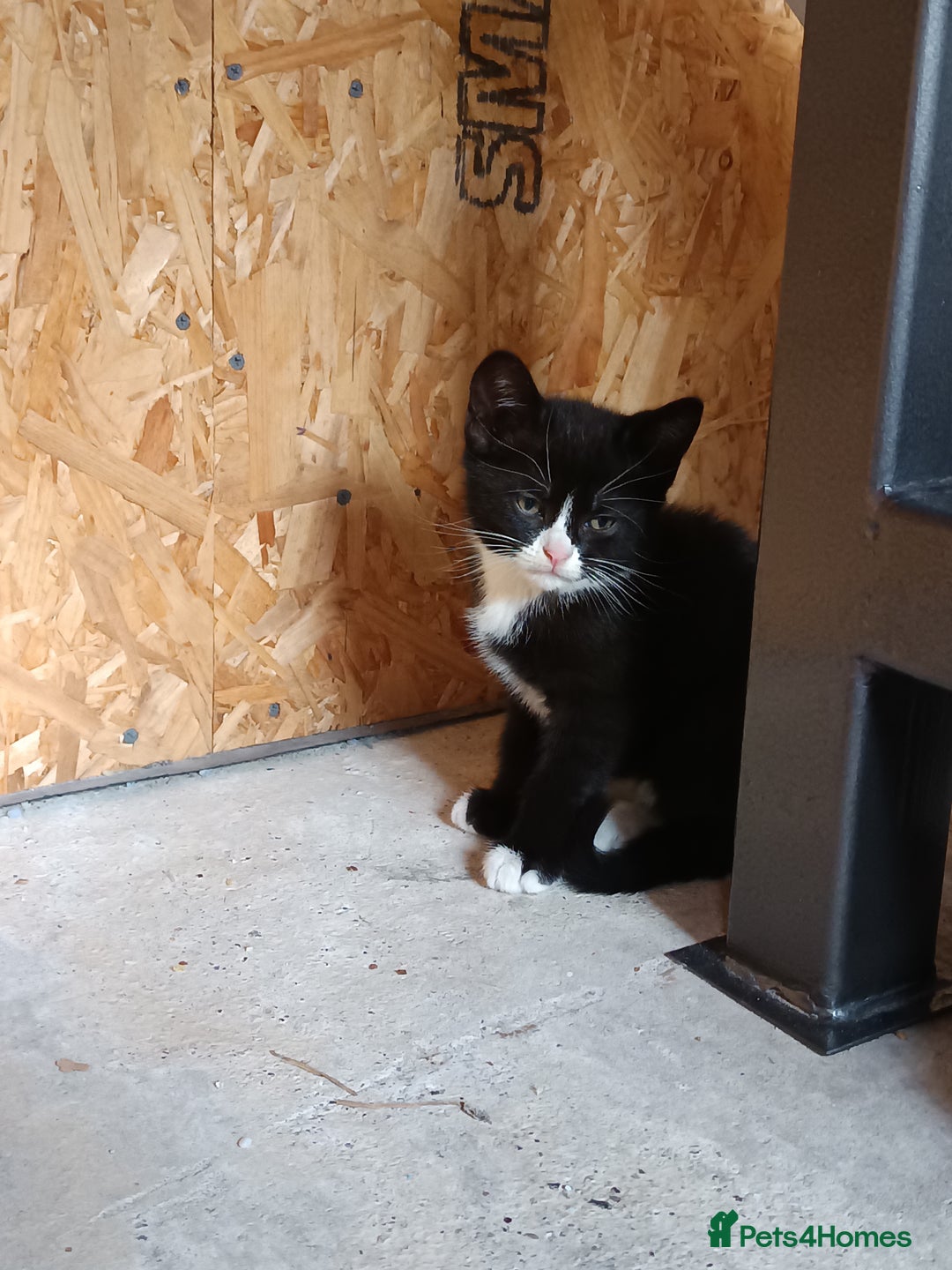 Mixed Breed cats for sale: The cat is ready for a new owner. - Image 9