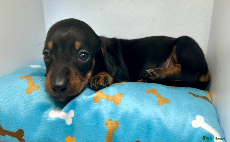 Miniature Dachshund dogs - Advert 13