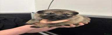 German Shepherd 4