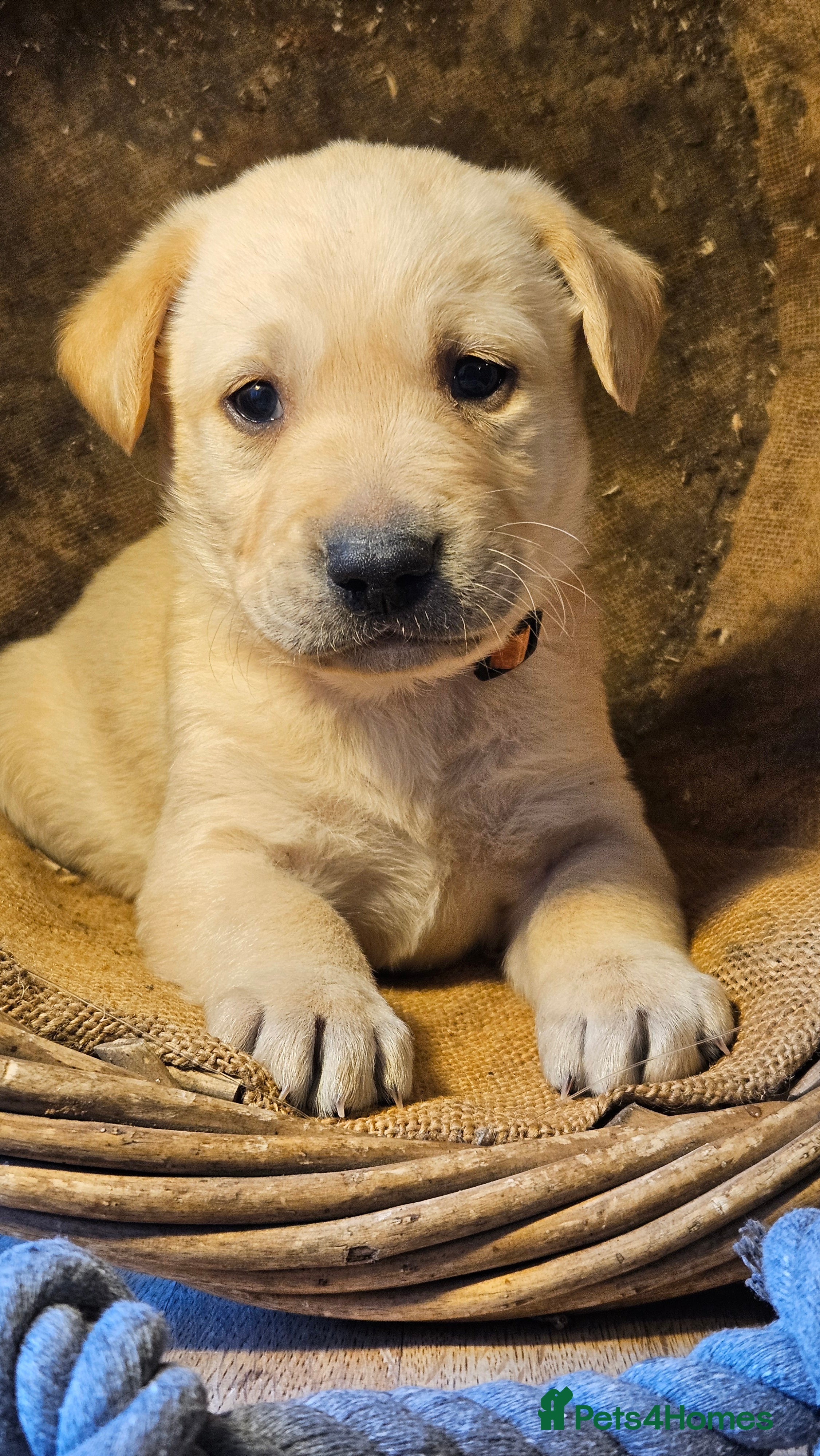 Labrador Retriever dogs Beautiful litter of KC registered Labrador Puppies - Advert 5