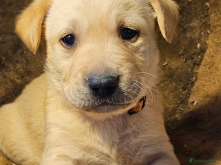 Labrador Retriever dogs Beautiful litter of KC registered Labrador Puppies - Advert 5