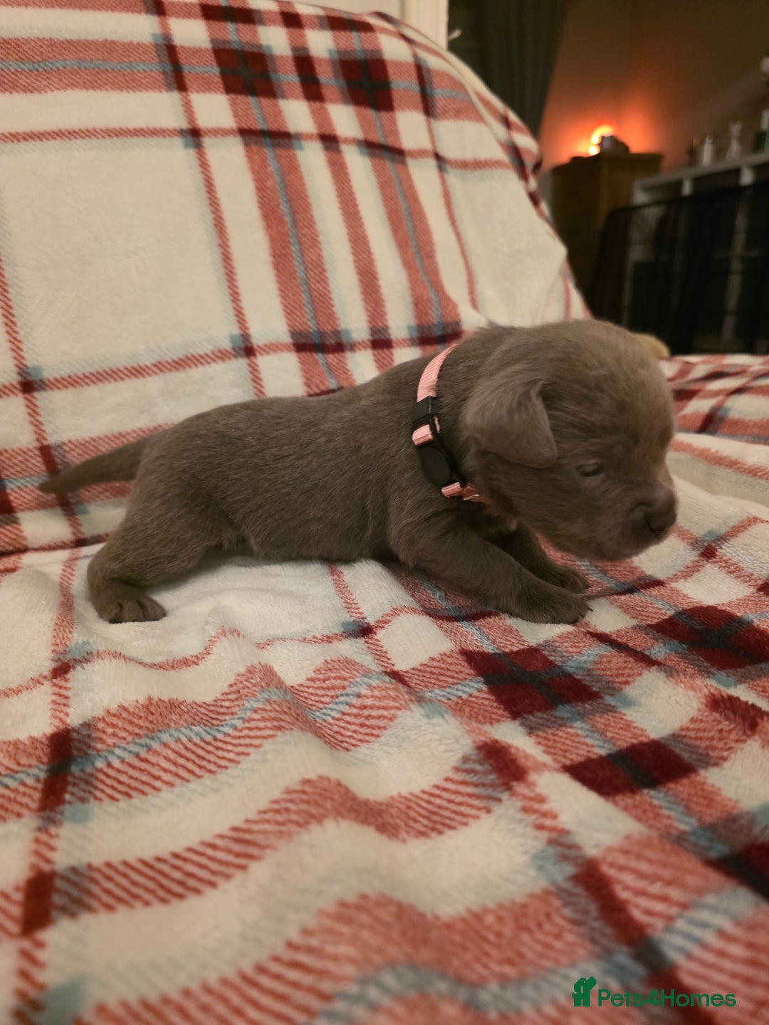 Labrador Retriever dogs for sale: Silver Labrador Puppies For Sale - Advert 8