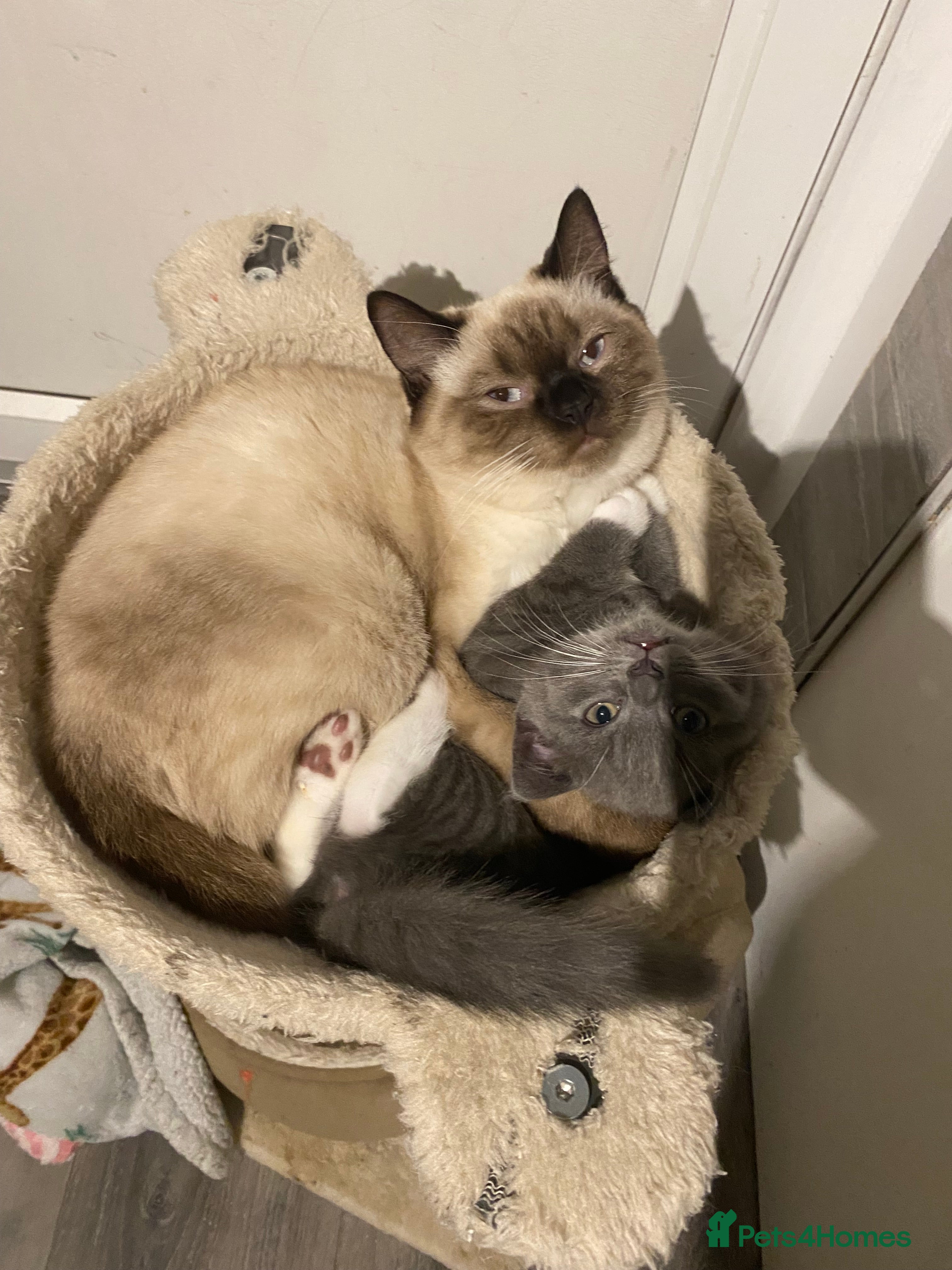 British Shorthair cats British shorthaired grey boy available now!  - Advert 1