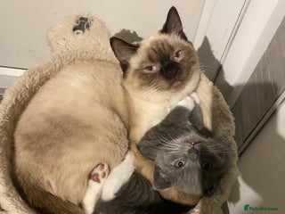 British Shorthair cats British shorthaired grey boy available now! - Advert 1