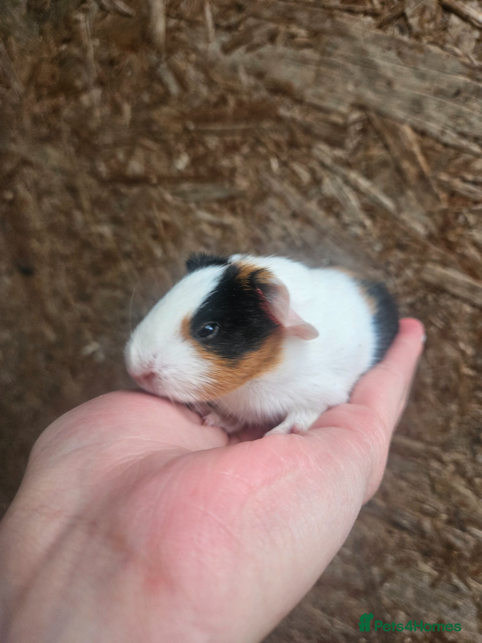 Guinea Pig rodents Baby Guinea Pigs - Advert 1