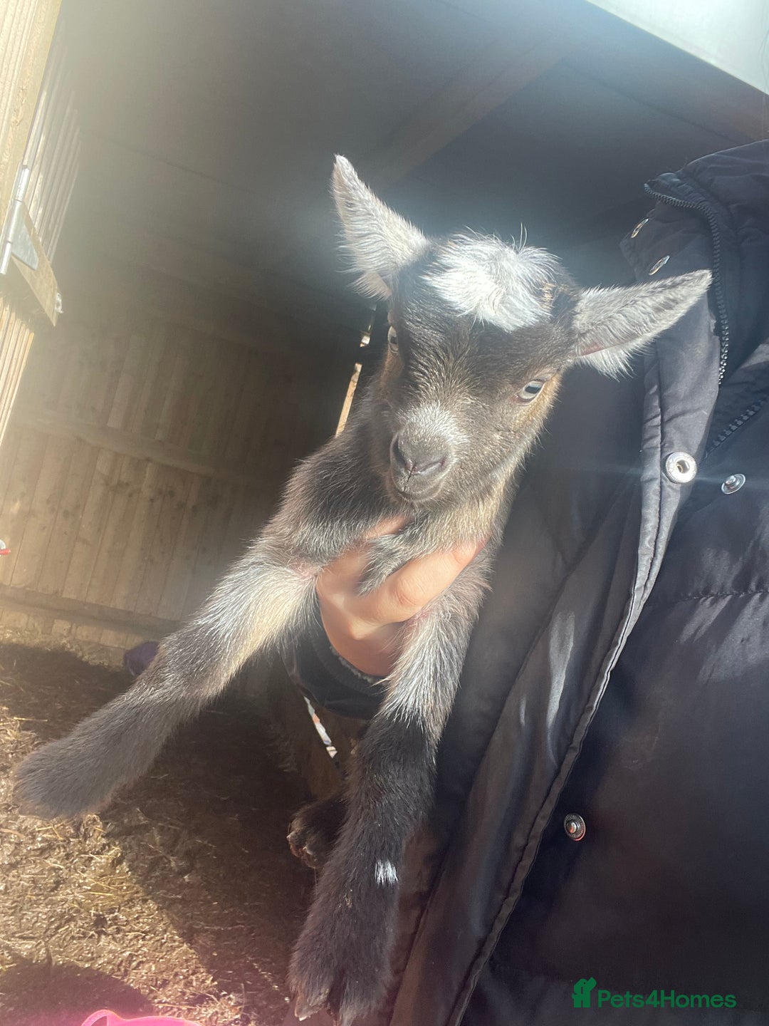 Goats livestock for sale: Pygmy goats  - Advert 2
