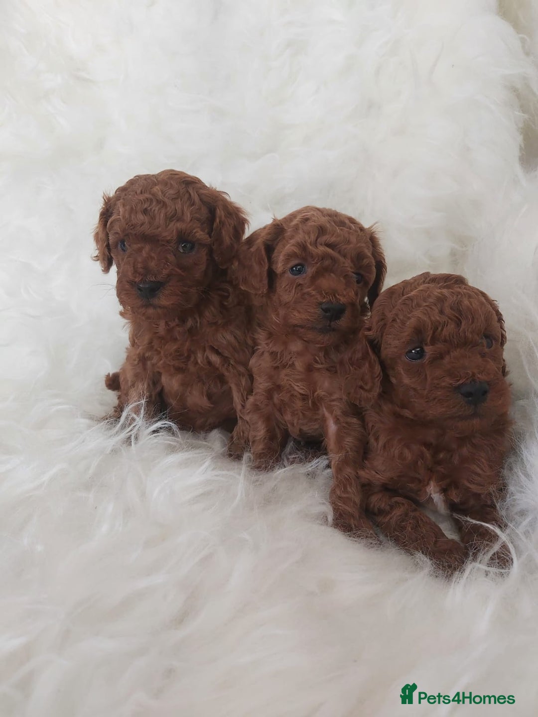 Toy Poodle dogs for sale: Asian toy poodle girls  - Advert 4