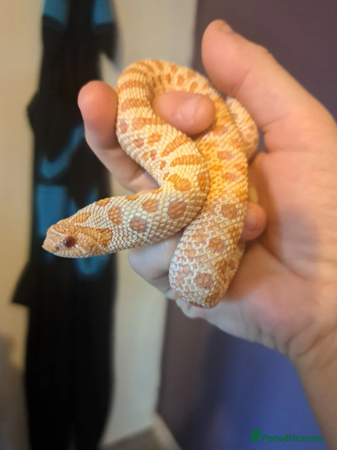Snake reptiles for sale: Yearling western hognose albinos females - Advert 2