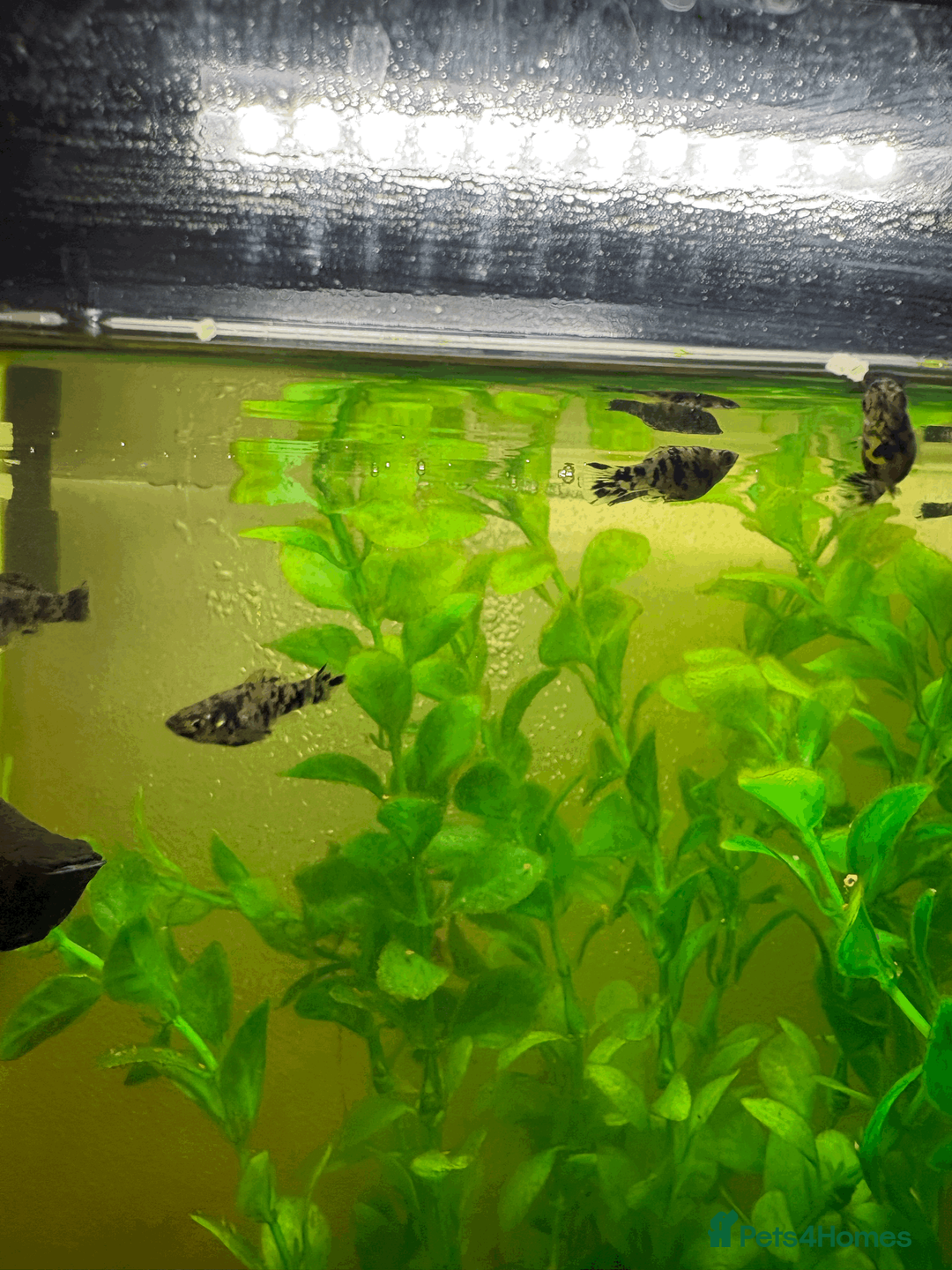 Mollies fish for sale: Black and white spotted mollies in Nottingham - Advert 2