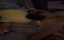 Mixed Breed dogs for sale: Honey - Image 2