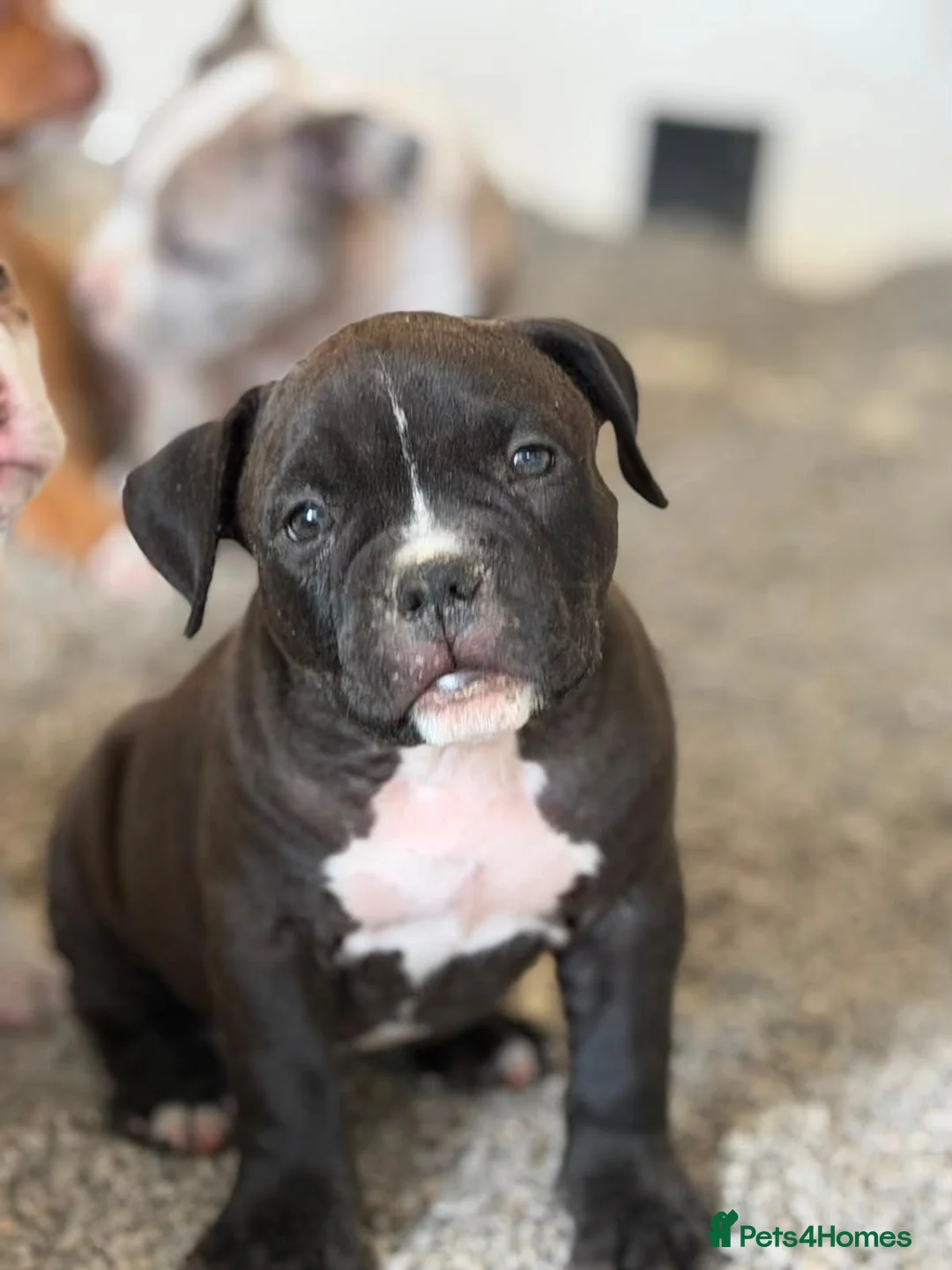 American Bully dogs for sale: OPEN TO OFFERS! ABKC ready now! - Advert 2