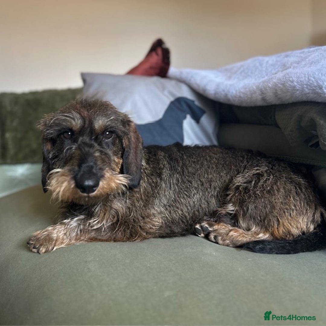Dachshund dogs for stud: KC Reg 0%COI Brilliant Bold Wirehaired Teckel Stud in Sudbury - Image 1