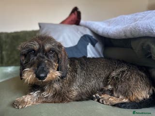 Dachshund dogs KC Reg 0%COI Brilliant Bold Wirehaired Teckel Stud in Sudbury - Advert 10