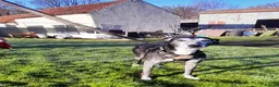 Lurcher dogs for adoption: 🖤 JET – A Gentleman Lurcher for a Forever Sofa 🖤 in Worksop - Advert 15