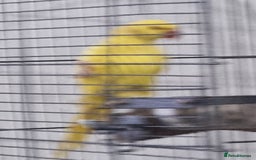 Parrots birds for sale: Beautiful baby lutino ringneck talking parrot - Image 3