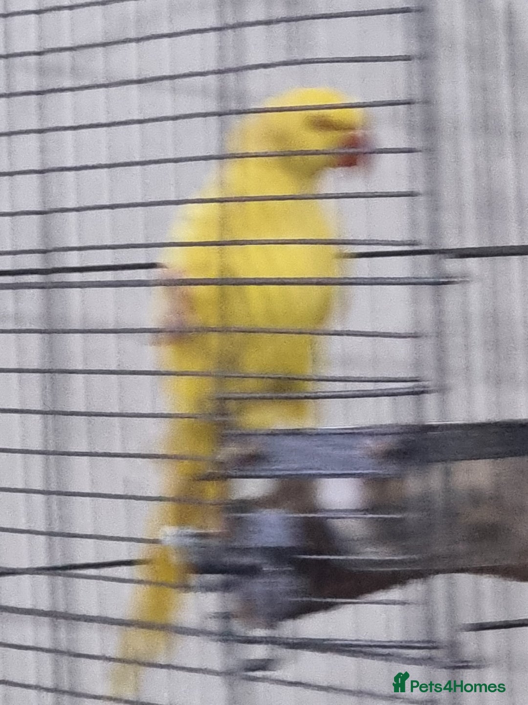 Parrots birds for sale: Beautiful baby lutino ringneck talking parrot - Image 3