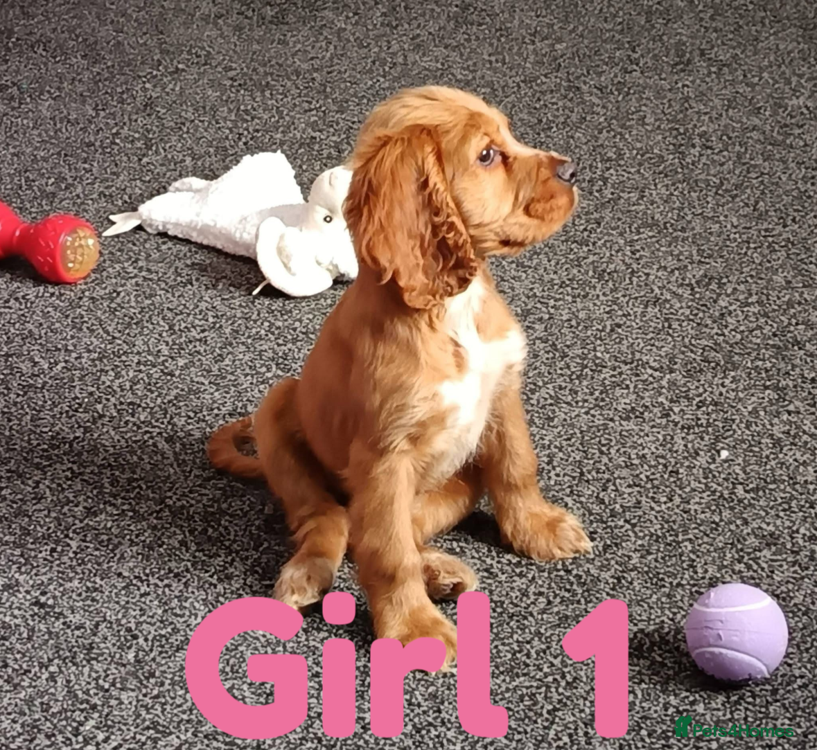 Cocker Spaniel dogs Full breed cocker spaniel puppies for sale  - Advert 2