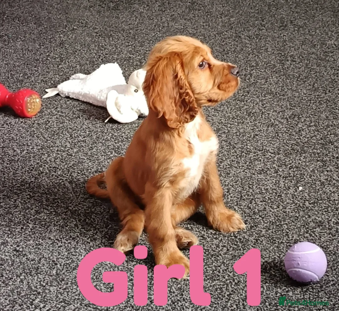 Cocker Spaniel dogs for sale: Full breed cocker spaniel puppies for sale  in Tipton - Advert 1