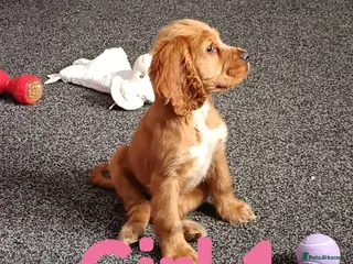 Cocker Spaniel dogs Full breed cocker spaniel puppies for sale - Advert 2