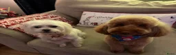 Maltipoo dogs for sale: Maltipoo puppies for sale  - Advert 3