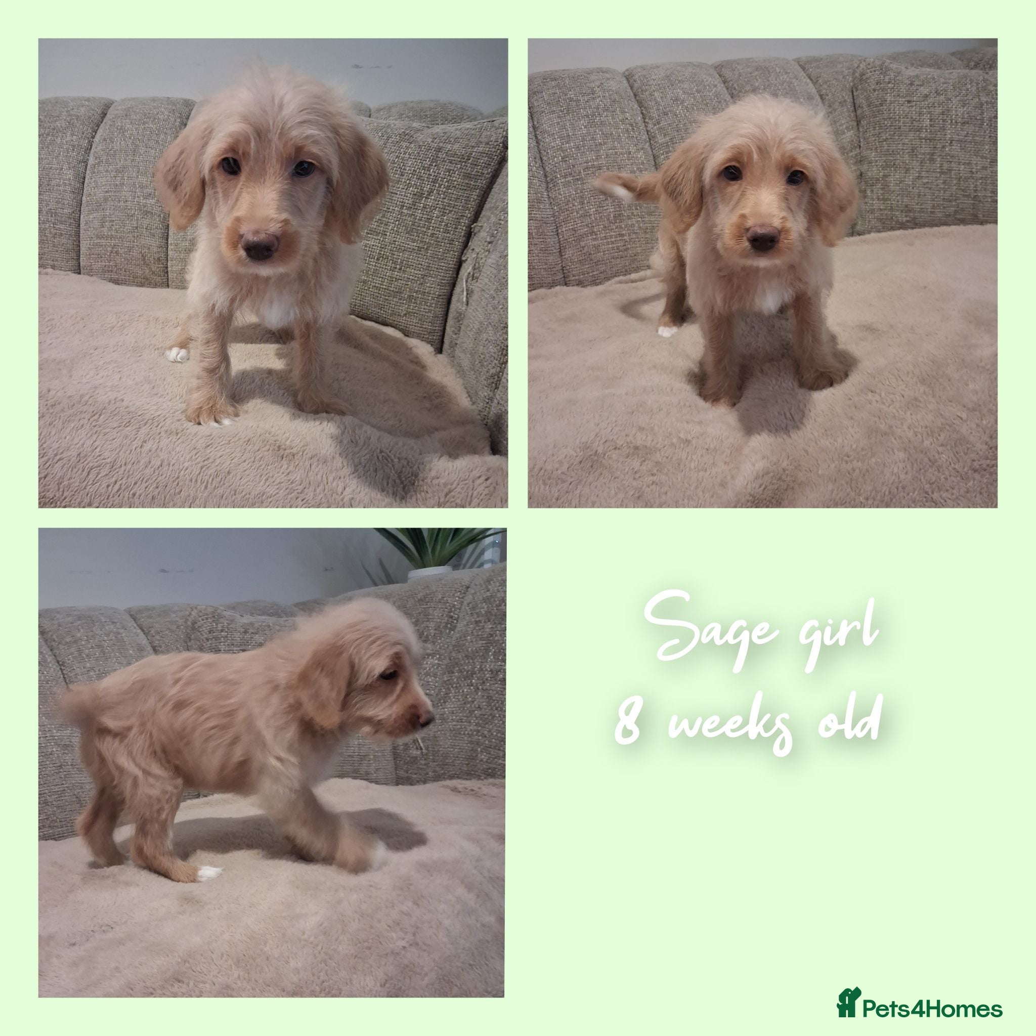 Australian Labradoodle dogs Ready to leave - Advert 2