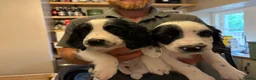 English Springer Spaniel dogs for sale: Working springer spaniel puppy’s  - Advert 1