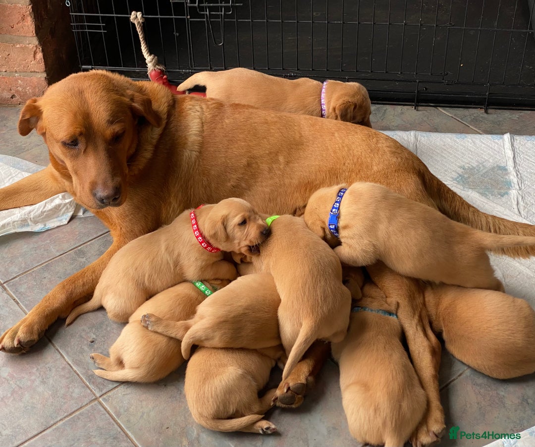 Labrador Retriever dogs for sale: Gorgeous KC Fox Red Labradors  - Image 7