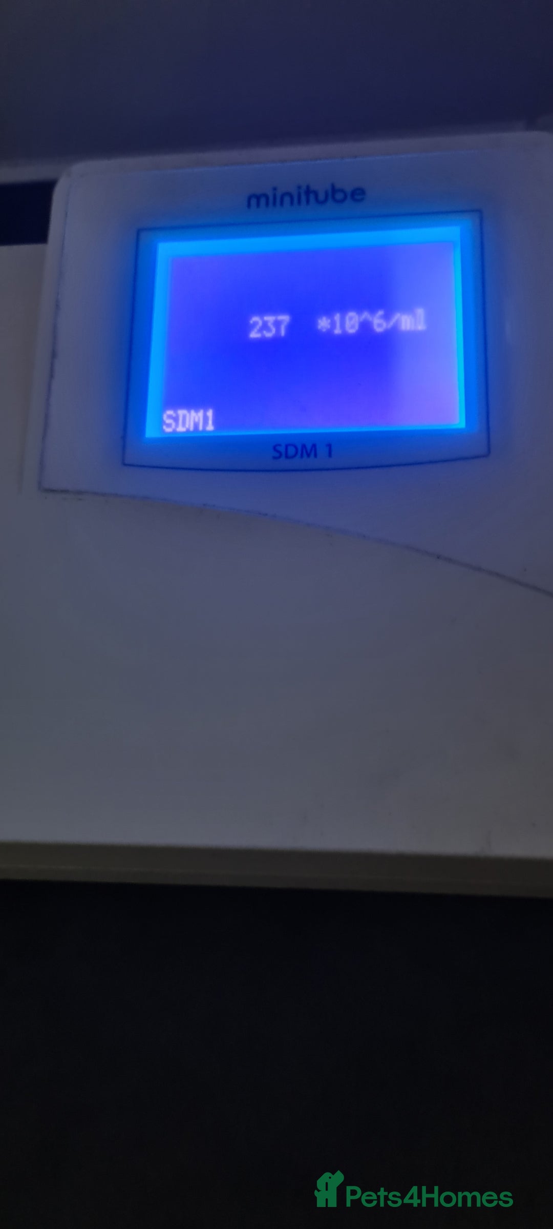 English Bulldog dogs for stud: Dog for stud in Dagenham - Advert 30