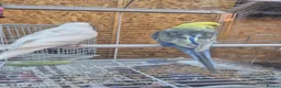 Budgerigars birds for sale: Budgies in Manchester - Advert 5