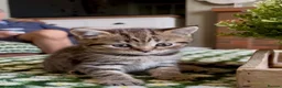 Scottish Fold cats for sale: Scottish Fold/Straight kittens - Advert 6
