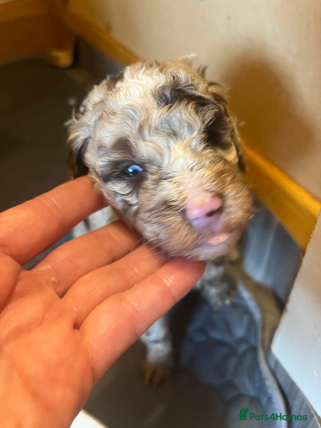 Labradoodle dogs for sale: 🐾Stunning Miniature Labradoodle F1b Puppies🐾  - Image 9