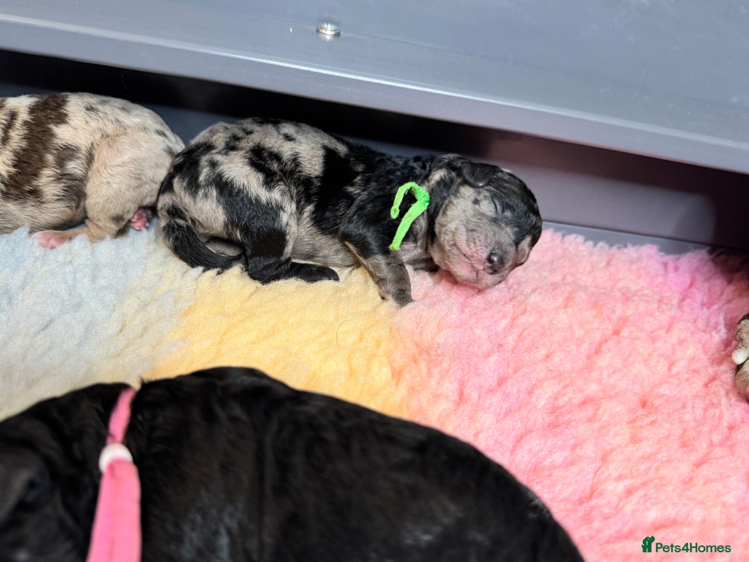 Mixed Breed dogs for sale: Goldendoodle/Australian double doodles  - Image 6