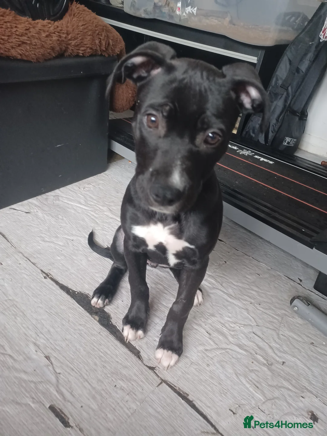 Mixed Breed dogs for sale: Narla  - Advert 2