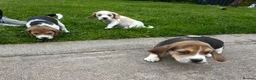Beagle dogs for sale: Quality Foot Beagle Puppies - Advert 20