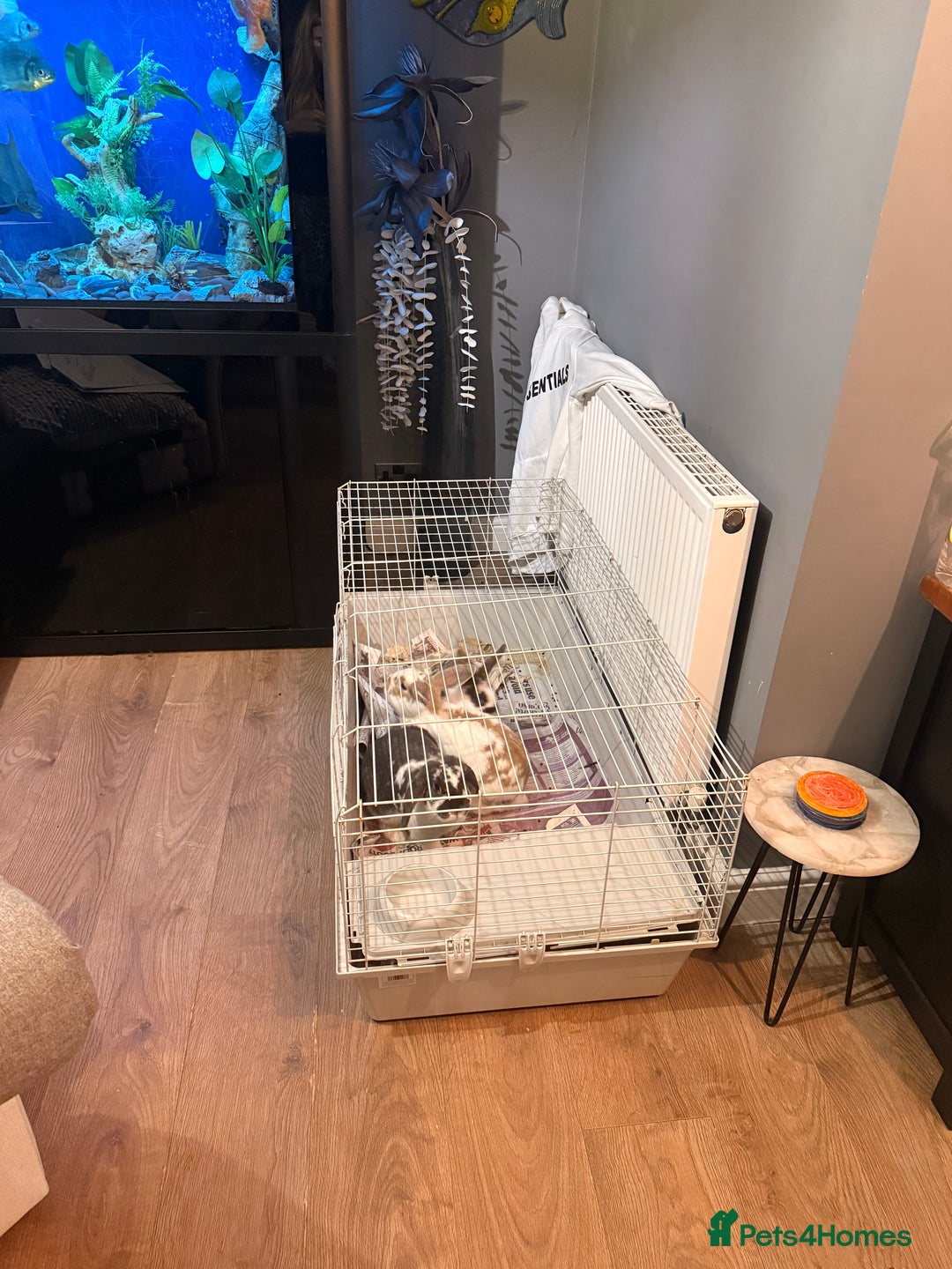 Dwarf Lop rabbits for sale: 3x rabbits Mum dad baby  - Advert 9