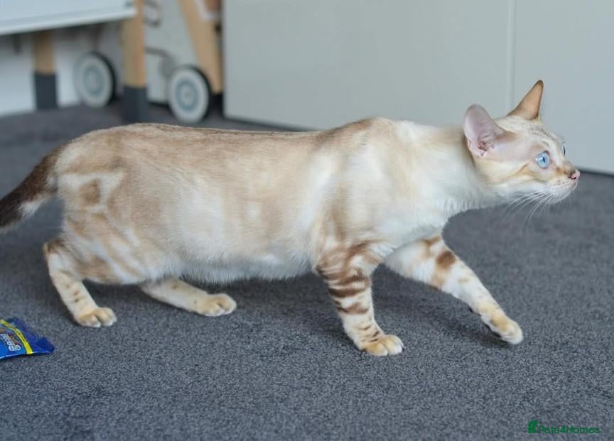 Bengal cats BENAMESE cubs ☁️🩷🩵 - Advert 6