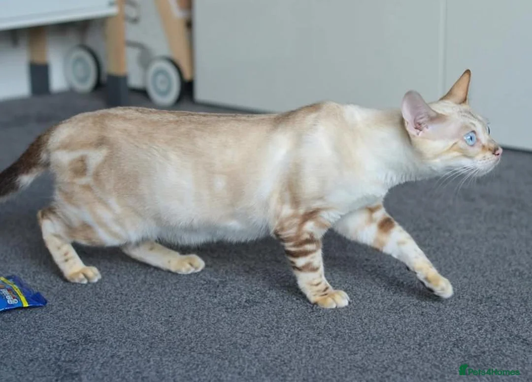 Bengal cats for sale: BENAMESE cubs ☁️🩷🩵 - Advert 1