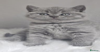 British Shorthair cats - Advert 2