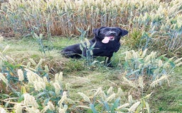 Labrador Retriever dogs for sale: RUBY Black Strong lab bitch  - Image 4